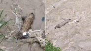 Uttarakhand: Leopard Drowns Due to Flash Floods Triggered by Heavy Rainfall in State, Disturbing Video Shows Lifeless Body of Big Cat Floating in Swollen River (Watch)