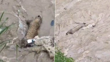 Uttarakhand: Leopard Drowns Due to Flash Floods Triggered by Heavy Rainfall in State, Disturbing Video Shows Lifeless Body of Big Cat Floating in Swollen River (Watch)