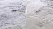 Baghpat: Youth Swept Away As He Jumps Into Yamuna River After INR 500 Bet With Friends, Police Register Case As Video Goes Viral