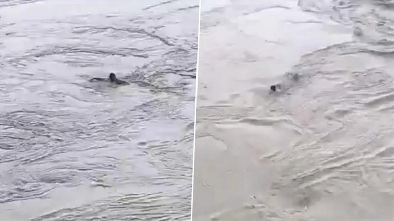 Baghpat: Youth Swept Away As He Jumps Into Yamuna River After INR 500 Bet With Friends, Police Register Case As Video Goes Viral