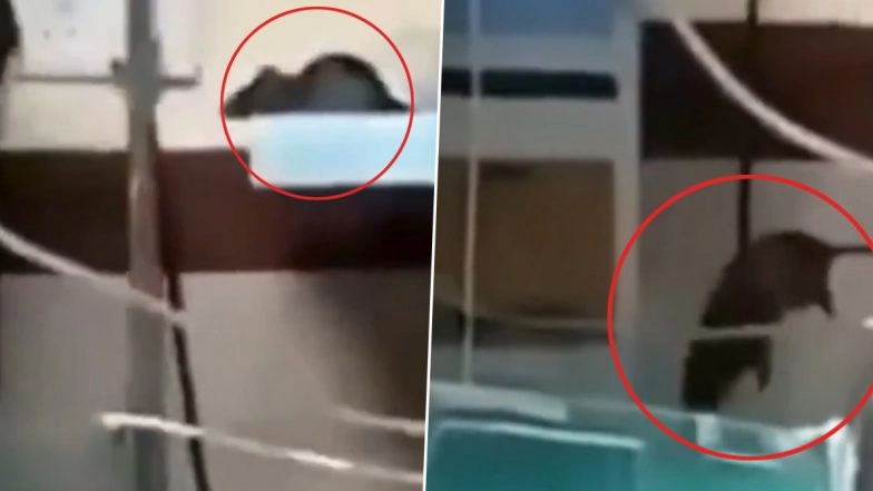 Rat Menace at Indore Hospital: Rats Bite 2 Newborns Inside Neonatal ICU of MY Hospital, Shocking Video Surfaces