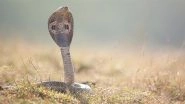 Snake Attack in Saharanpur: Man Bitten Multiple Times While Playing With Cobra He Caught From Field in UP, Video Goes Viral