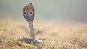 Snake Attack in Saharanpur: Man Bitten Multiple Times While Playing With Cobra He Caught From Field in UP, Video Goes Viral