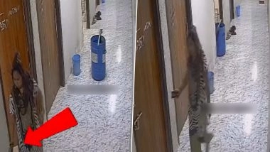 Virar: Woman Sweeper Steals Mobile Phone During Garbage Collection, Returns It After Realising She Was Caught on CCTV in Maharashtra; Video Goes Viral