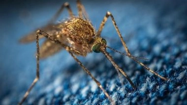 Mosquitoes Found in Iceland for the First Time as Warming Climate Transforms the Arctic