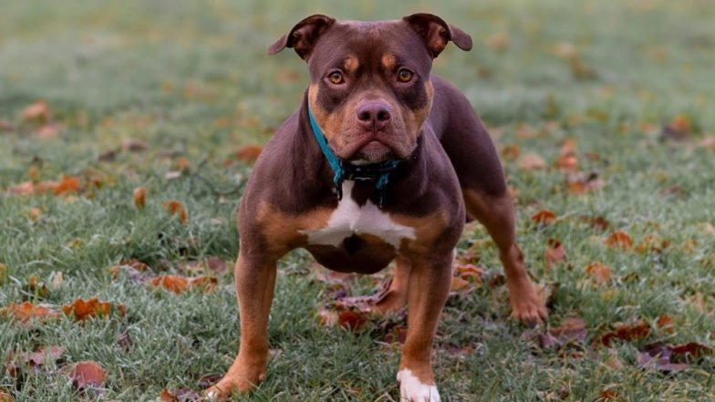 Chandigarh Bans 6 Aggressive Dog Breeds: American Pitbull, Rottweiler, Cane Corso Among Those Prohibited Under New Pet and Community Dogs Bye-Laws 2025