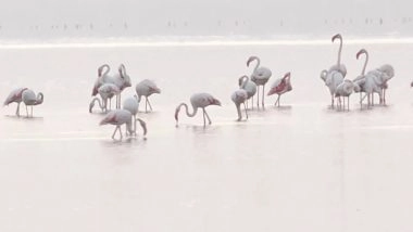 Jammu and Kashmir: Over 6 Lakh Migratory Birds Flock to Valley As First Snowfall Hits Mountains (Watch Video)