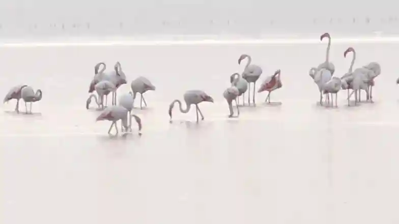 Jammu and Kashmir: Over 6 Lakh Migratory Birds Flock to Valley As First Snowfall Hits Mountains (Watch Video)