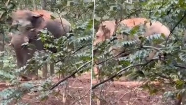 Medinipur Shocker: Man Pulls Elephant’s Tail, Throws Stones at Herd in West Bengal, Disturbing Video Goes Viral