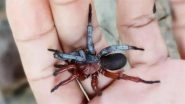 Dual-Sex Spider Discovered in Thailand: Scientists Find New Species Exhibiting Both Male and Female Traits, Here&rsquo;s All You Need To Know
