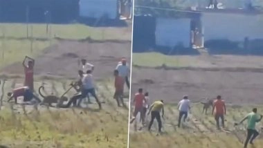 Himachal Pradesh: Leopard Attacks 3 People in Una Village, Villagers Beat It With Sticks Before It Flees, 1 Injured Seriously in Eye (Watch Video)