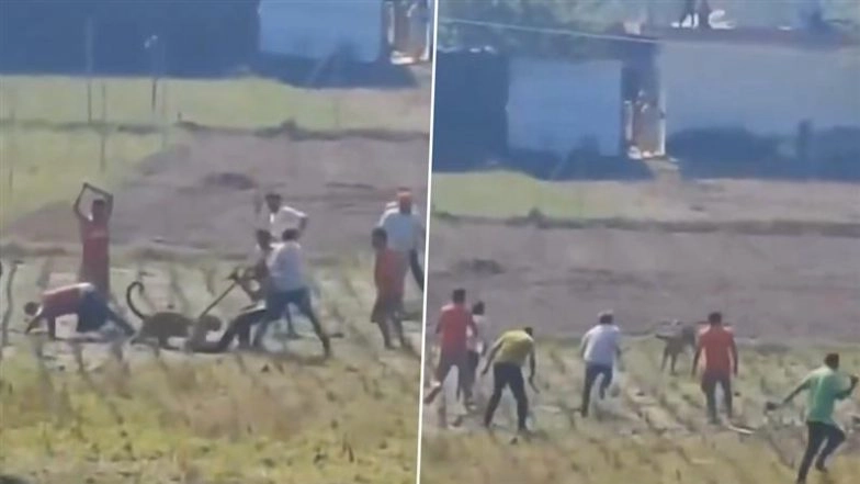 Himachal Pradesh: Leopard Attacks 3 People in Una Village, Villagers Beat It With Sticks Before It Flees, 1 Injured Seriously in Eye (Watch Video)