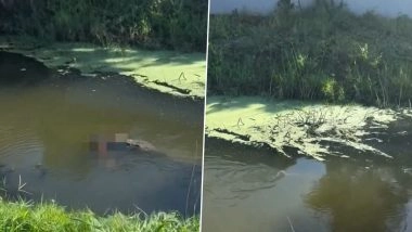 Florida Shocker: Crocodile Attacks and Kills Golden Retriever in Satellite Beach As Residents Watch in Horror, Video Goes Viral