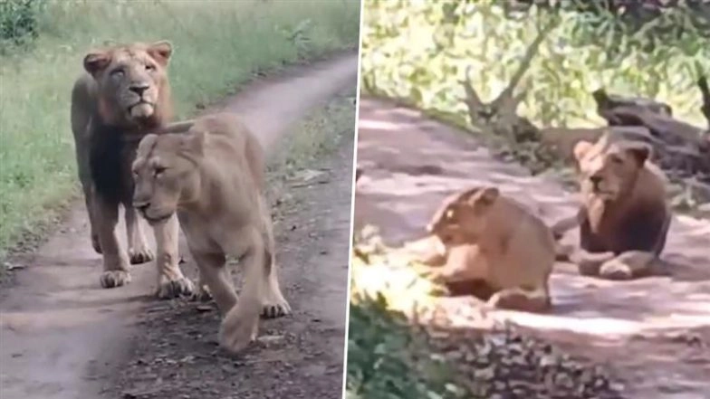 Gujarat’s Gir National Park Lion Safari Reopens After 4-Month Monsoon Break, Tourists Say ‘Safari Was Amazing’ (Watch Video)