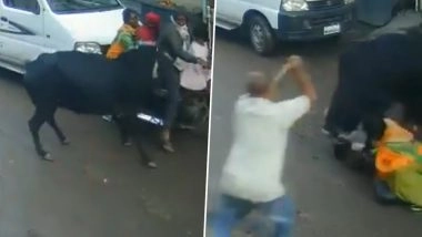 Cow Attack in Nashik: Stray Cattle Attacks 4-Year-Old Girl on Bike in Maharashtra’s Kalwan, CCTV Video Surfaces