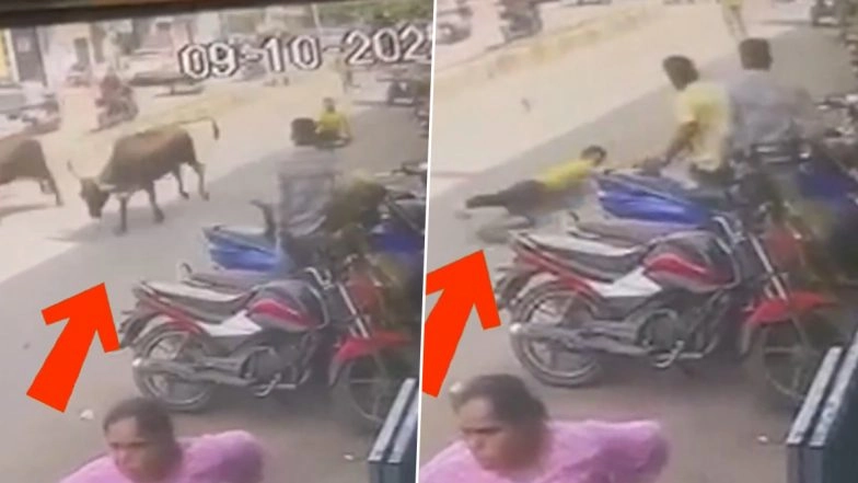 Cow Capture Gone Wrong in Vadodara: VMC Worker Injured After Being Dragged 500 Metres by Stray Cattle in Gujarat, CCTV Video Surfaces