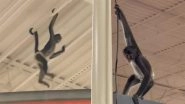 Texas: Monkey in a Diaper Runs Wild Inside Spirit Halloween Store in Plano, Swings From Rafters for 30 Minutes Before Being Lured Down With a Cookie; Video Goes Viral