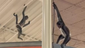 Texas: Monkey in a Diaper Runs Wild Inside Spirit Halloween Store in Plano, Swings From Rafters for 30 Minutes Before Being Lured Down With a Cookie; Video Goes Viral