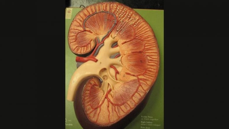 What Is Universal Kidney? All About Donor Kidney Compatible With Any Blood Type Developed by Canadian and Chinese Researchers
