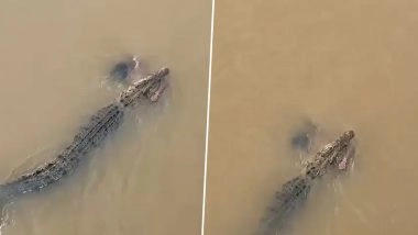 Crocodile Attack in Odisha: Woman Dragged by Crocodile Into Kharasrota River in Jajpur, Locals Watch in Horror (Disturbing Video)