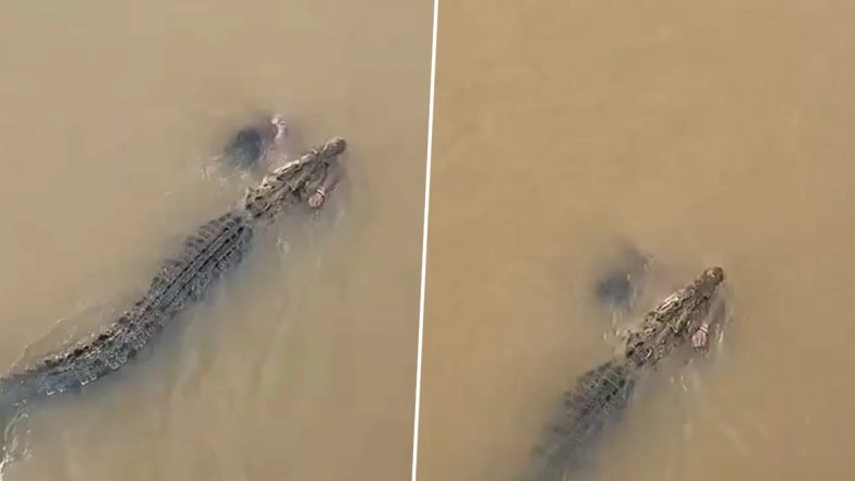 Crocodile Attack in Odisha: Woman Dragged by Crocodile Into Kharasrota River in Jajpur, Locals Watch in Horror (Disturbing Video)