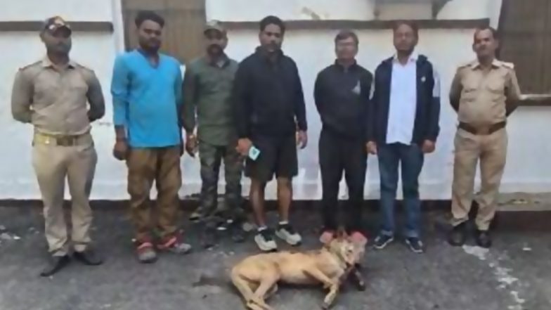 Bahraich Wolf Attack Case: Man-Eating Wolf That Attacked Over 25 People Neutralised, Says Forest Department