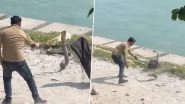 King Cobra Rescue Video: 13-Foot-Long Venomous Snake Rescued From Banks of Ganga in Haridwar, Video Goes Viral