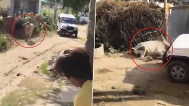 Sikar Horror: Bull Damages SUV During Wedding Procession in Rajasthan, Driver Runs Over Animal in Shocking Act of Violence; Video Surfaces