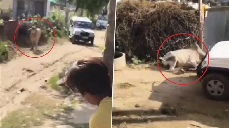 Sikar Horror: Bull Damages SUV During Wedding Procession in Rajasthan, Driver Runs Over Animal in Shocking Act of Violence; Video Surfaces