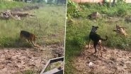 Dog vs Cobra in Mirzapur: Brave German Shepherd Dies After Killing Snake in Fierce 15-Minute Fight in UP, Video Goes Viral