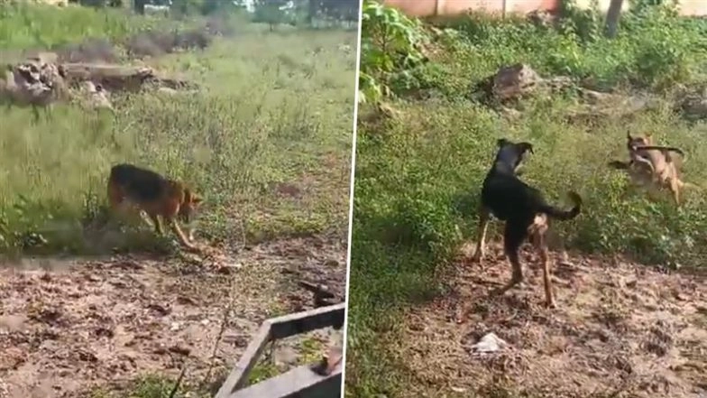 Dog vs Cobra in Mirzapur: Brave German Shepherd Dies After Killing Snake in Fierce 15-Minute Fight in UP, Video Goes Viral