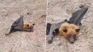 Flying Fox Spotted in Rajasthan: Giant Fox-Faced Bat With 5-Foot Wingspan Found in Bhilwara, Forest Team Rescues It; Video Goes Viral