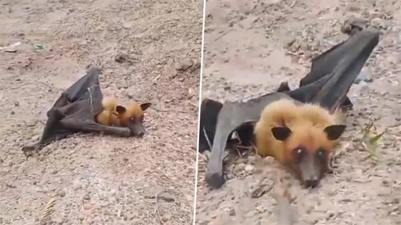 Flying Fox Spotted in Rajasthan: Giant Fox-Faced Bat With 5-Foot Wingspan Found in Bhilwara, Forest Team Rescues It; Video Goes Viral