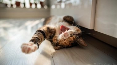 'Das Crazy' is the German Youth Word of the Year 2025