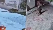 Leopard Attack in Uttarakhand: Big Cat Enters House, Attacks Dog Before Dragging It Away in Udham Singh Nagar (Watch Video)