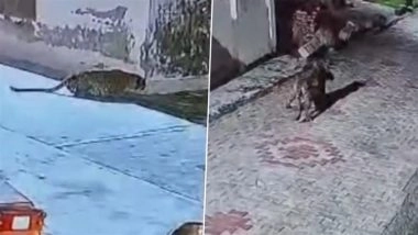 Leopard Attack in Uttarakhand: Big Cat Enters House, Attacks Dog Before Dragging It Away in Udham Singh Nagar (Watch Video)