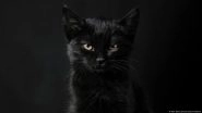 The Many Mysterious Meanings of Black Cats