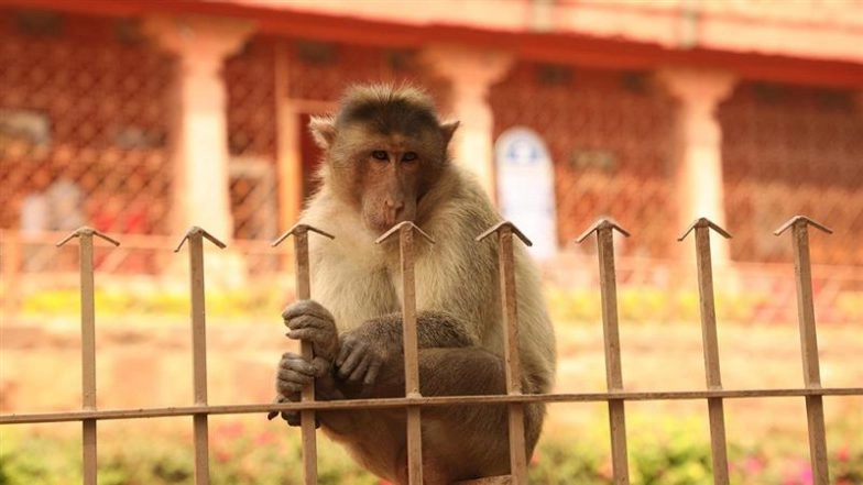 Ghaziabad Monkey Attack: Monkey Climbs Down Rooftop, Bites Youth on Leg in Uttar Pradesh; Shocking Video Surfaces