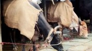 India News | Karnataka: Bantwal Police Seize Home, Illegal Slaughterhouse of Notorious Cattle Thief