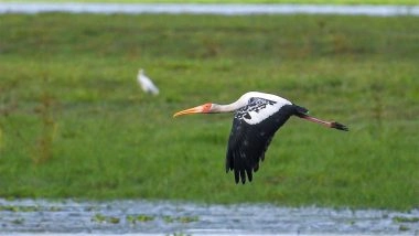 India News | Assam: Painted Storks Return to Kaziranga National Park After 4 Years