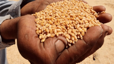 World News | New FAO Forecasts Point to Higher Cereal Production, Utilisation, Stocks, Trade