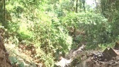 India News | Darjeeling Tea Industry Severely Impacted by Landslides, Incessant Rain