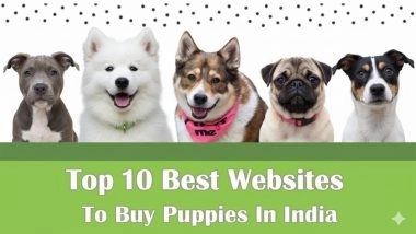 Business News | Top 10 Best Websites to Buy Puppies in India