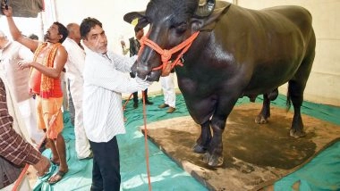 India News | Telangana: Murrah Bulls from Haryana to Take Center Stage at Sadar Sammelan in Hyderabad