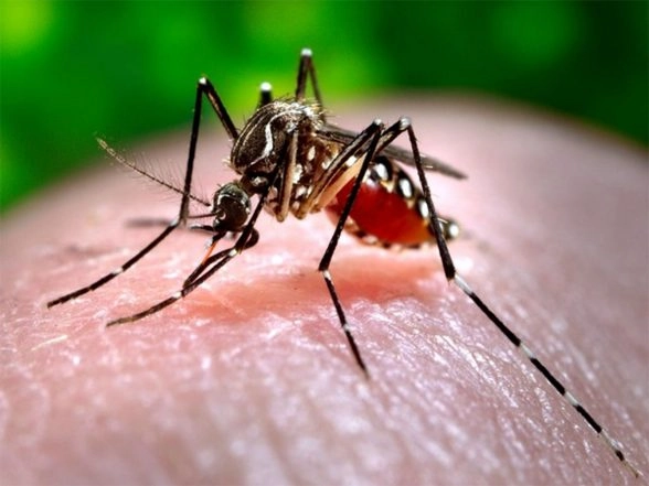 World News | Pakistan: Sindh Health Dept Reports 819 Dengue Cases, Hospitals Record over 12,000 in 6 Weeks