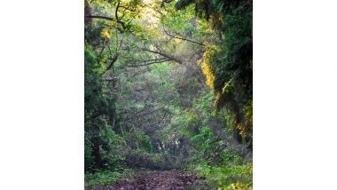 India News | India Moves Up to Position Nine Globally in Forest Area; Continues to Rank Number 3 in Annual Forest Gain