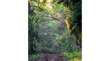 India News | India Moves Up to 9th Position Globally in Forest Area