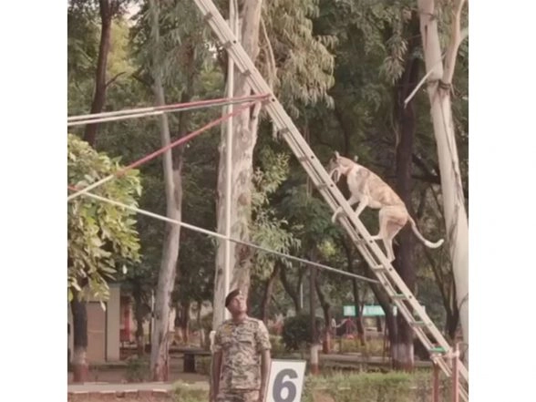 LatestLY - Politics - News Image