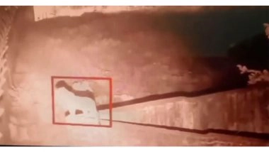 India News | Panic in Ambala Village After Reports of Leopard Sighting Near Air Force Station