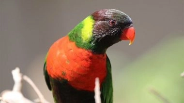 Business News | Kedis Mewali to Bali: The Homecoming of the Red-breasted Parakeet Revives Hope for Bali's Natural Restoration